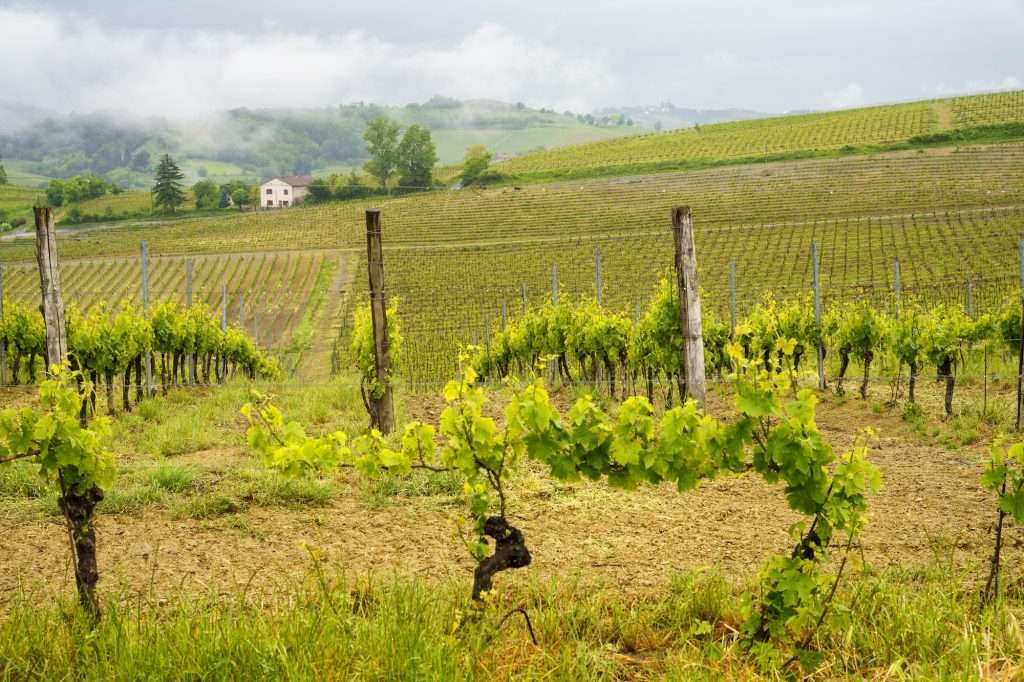 State Farm Long-Term Care Insurance vineyards of monferrato near acqui terme at springtime 1024x682 - State Farm Long-Term Care Insurance